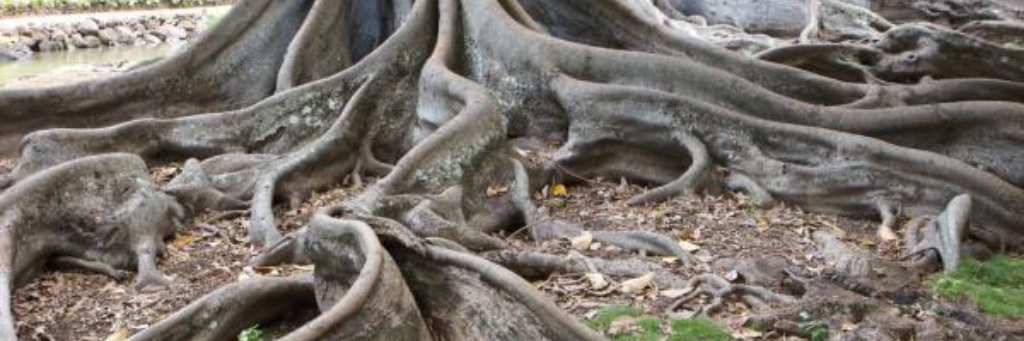 Roots_by_midjetville