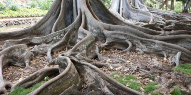 Roots_by_midjetville
