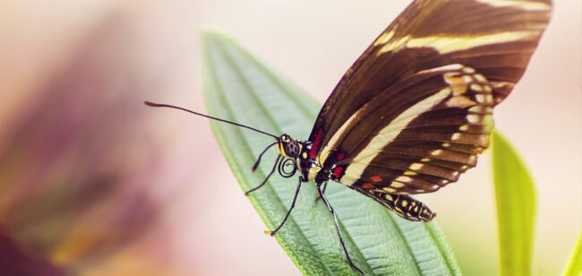 spring-outside-nature-butterfly-71743