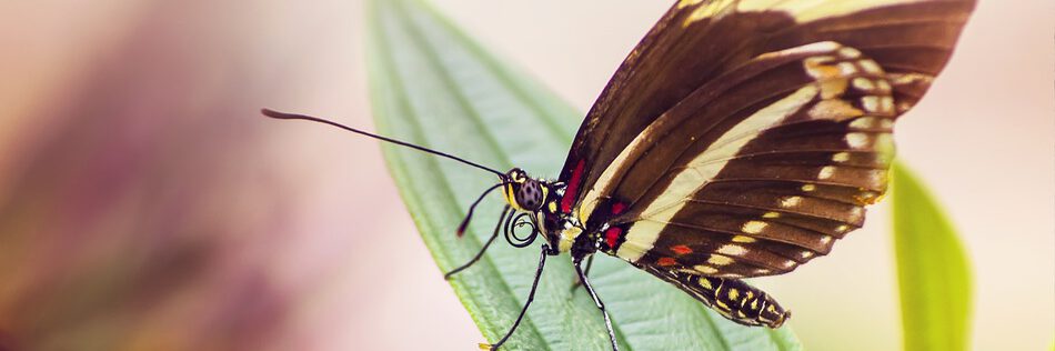 spring-outside-nature-butterfly-71743